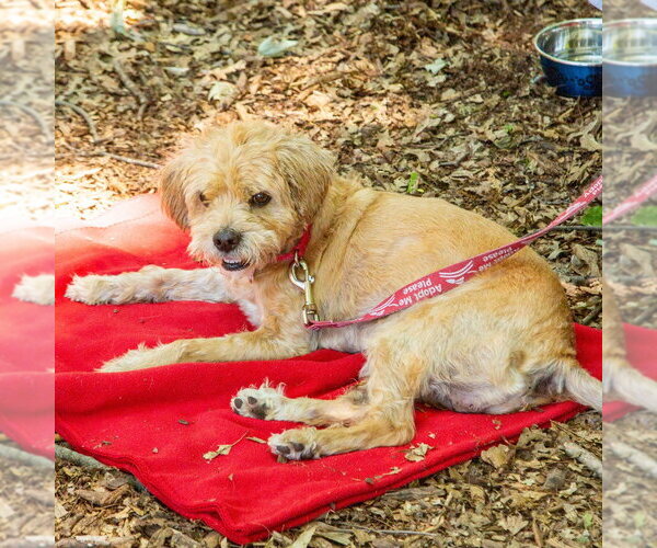 Medium Photo #2 Glen of Imaal Terrier-Unknown Mix Puppy For Sale in Canton, CT, USA