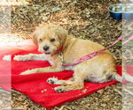 Small #1 Glen of Imaal Terrier Mix