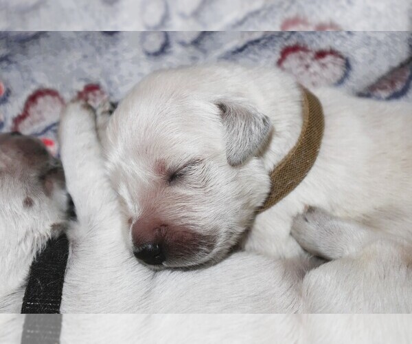 Medium Photo #7 English Cream Golden Retriever Puppy For Sale in LANCASTER, WI, USA