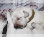 Puppy 6 English Cream Golden Retriever