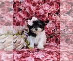 Small Photo #2 Maltipoo Puppy For Sale in NEW PROVIDENCE, PA, USA