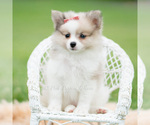 Small #5 Pomeranian