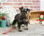 Small Schnauzer (Miniature)