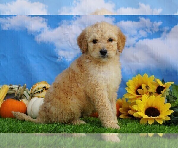 Medium Photo #3 Miniature Bernedoodle Puppy For Sale in FREDERICKSBG, OH, USA