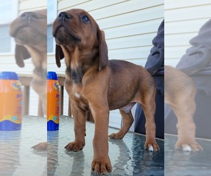 English Coonhound-Redbone Coonhound Mix Puppy for sale in CLARKSVILLE, TN, USA