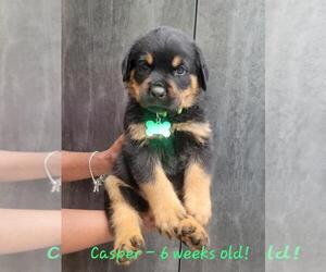 Rottweiler Puppy for Sale in COCONUT CREEK, Florida USA