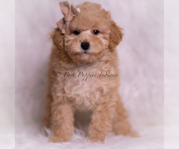Medium Photo #4 Poodle (Toy) Puppy For Sale in WARSAW, IN, USA