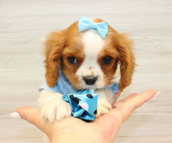 Medium Photo #4 Cavalier King Charles Spaniel Puppy For Sale in LAS VEGAS, NV, USA