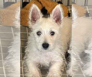 West Highland White Terrier Puppy for sale in BATESVILLE, MS, USA