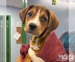 Small #1 Beagle Mix