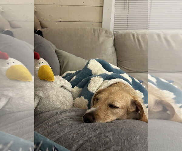 Medium Photo #5 Irish Terrier-Unknown Mix Puppy For Sale in Brewster, NY, USA