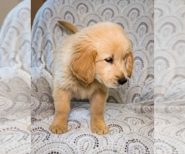 Medium Photo #4 Golden Retriever Puppy For Sale in WAKARUSA, IN, USA