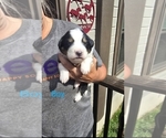 Puppy Ziggy Great Bernese