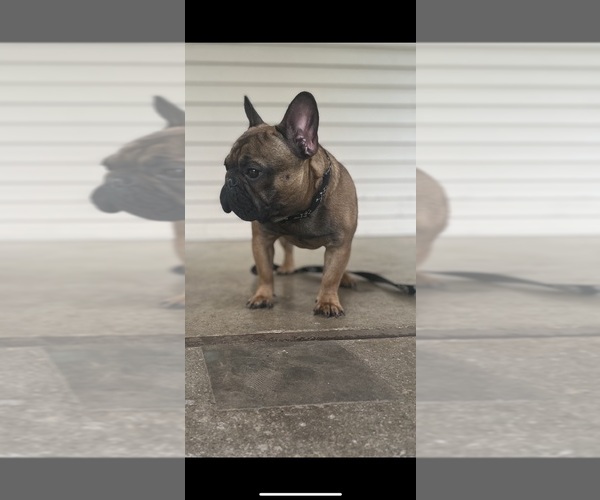Medium Photo #4 French Bulldog Puppy For Sale in KNOXVILLE, TN, USA