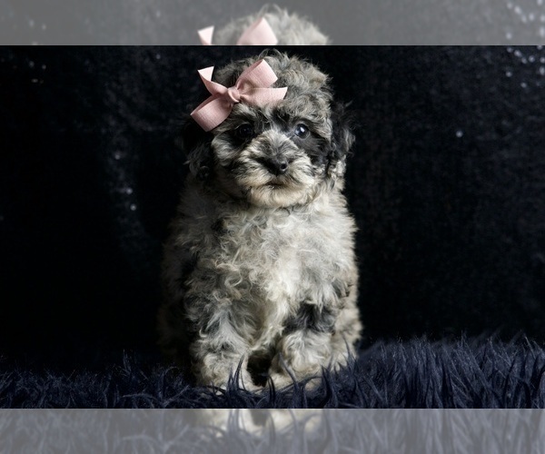 Medium Photo #11 Poodle (Miniature) Puppy For Sale in WARSAW, IN, USA