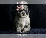 Small Photo #11 Poodle (Miniature) Puppy For Sale in WARSAW, IN, USA