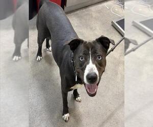 Mutt Dogs for adoption in Forestville, MD, USA