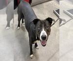 SHIMO - Female Mutt Dog for Adoption - Small photo