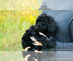 Small Photo #1 Poodle (Standard) Puppy For Sale in KARLSTAD, MN, USA