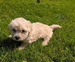 Small #7 Poovanese