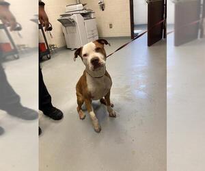American Pit Bull Terrier Dogs for adoption in Fayetteville, NC, USA