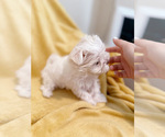 Small Photo #12 Maltese Puppy For Sale in CHARLOTTE, NC, USA