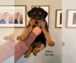 Small Photo #11 Airedale Terrier Puppy For Sale in LENEXA, KS, USA