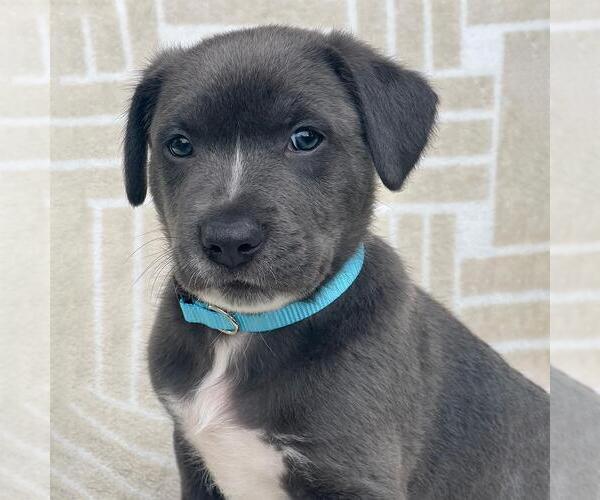 Medium Photo #7 Mutt Puppy For Sale in San Diego, CA, USA