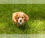 Small Photo #10 Cocker Spaniel Puppy For Sale in NAPPANEE, IN, USA