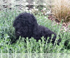 Double Doodle Puppy for sale in JACKSONVILLE, OR, USA
