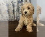 Small #58 Cavapoo-Poodle (Miniature) Mix