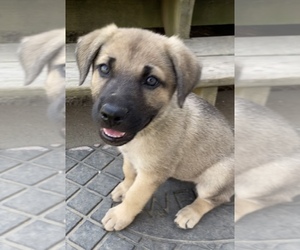 Cane Corso-German Shepherd Dog Mix Puppy for sale in WINNEBAGO, NE, USA