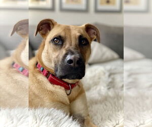 Scuttle - Male Shug Dog for Adoption - Photo #3