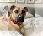 Small #2 Black Mouth Cur-Pug Mix