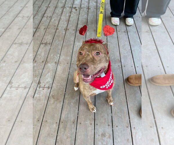 Medium Photo #4 American Pit Bull Terrier-Unknown Mix Puppy For Sale in Derwood, MD, USA