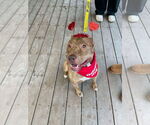 Small #3 American Pit Bull Terrier Mix