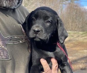 Labrador Retriever Puppy for sale in MILLERS CREEK, NC, USA