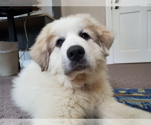 Great Pyrenees Puppy for sale in CHARLESTOWN, NH, USA