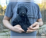 Small Photo #13 Goldendoodle Puppy For Sale in WEAVERVILLE, NC, USA