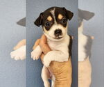 Small #3 Chihuahua Mix