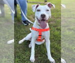 Small #1 American Pit Bull Terrier