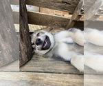 Small #4 Alaskan Malamute-Czech Wolfdog Mix