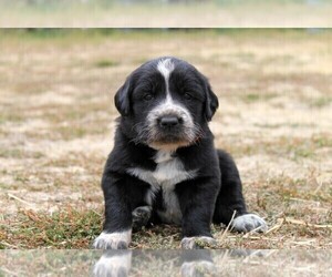 Golden Pyrenees Puppy for sale in CLAYTON, WA, USA