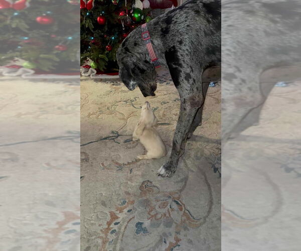 Medium Photo #3 Great Dane Puppy For Sale in Bullard, TX, USA