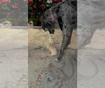 Small #2 Great Dane