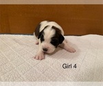 Small #5 Saint Bernard