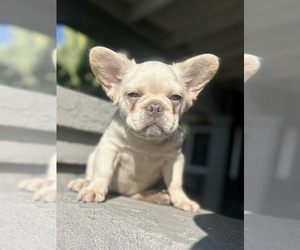 French Bulldog Puppy for sale in CHARLOTTE, NC, USA