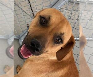 Rhodesian Ridgeback Dogs for adoption in Bakersfield, CA, USA