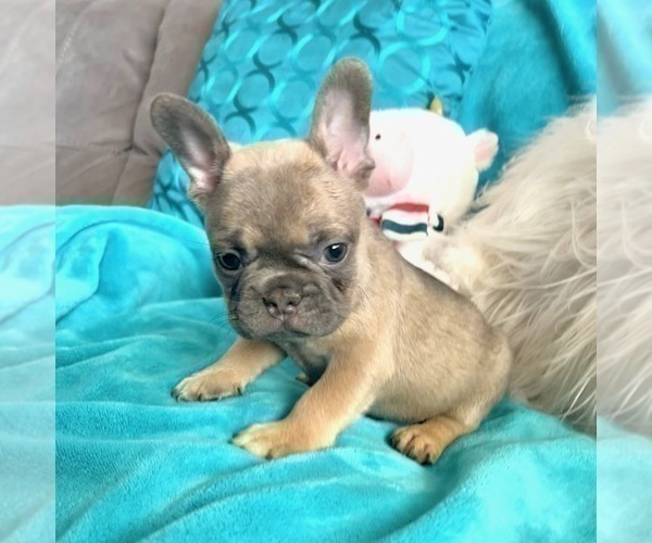 Medium Photo #32 French Bulldog Puppy For Sale in TUCSON, AZ, USA