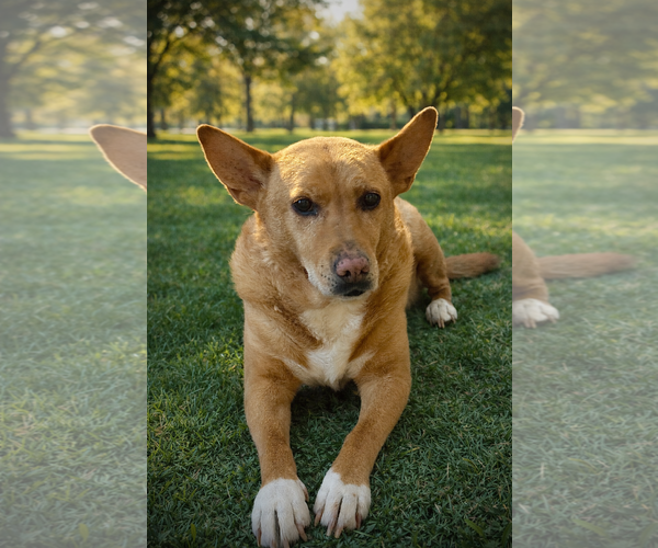 Medium Photo #10 Chow Chow-Rat Terrier Mix Puppy For Sale in White Bluff, TN, USA